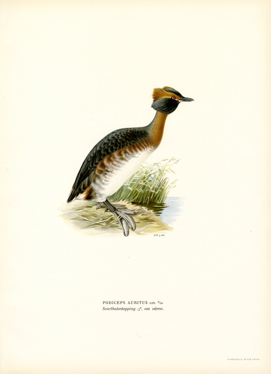 Sarvikurkku (väri litho) tekijältä Magnus Ferdinand and Wilhelm von Wright