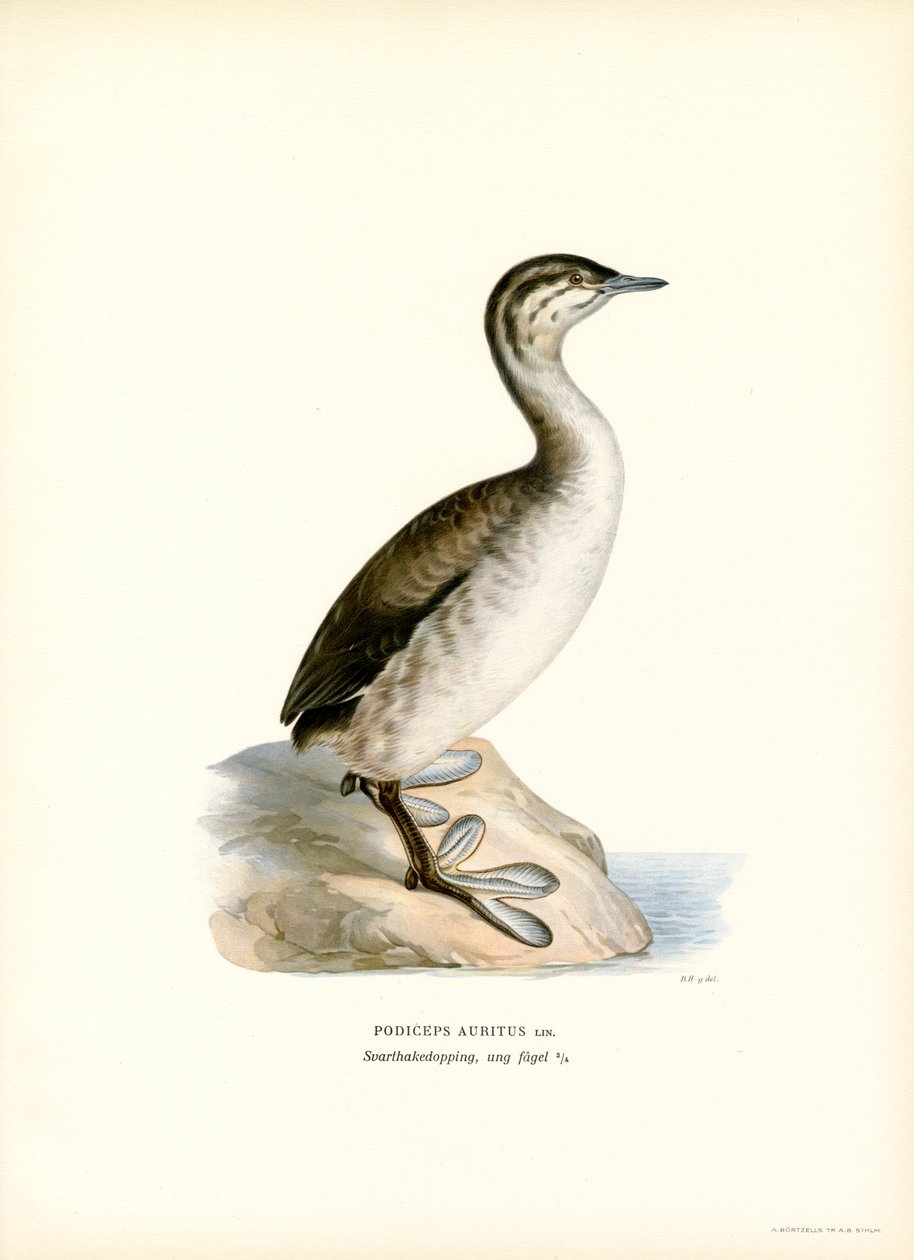 Sarvikurkku (väri litho) tekijältä Magnus Ferdinand and Wilhelm von Wright