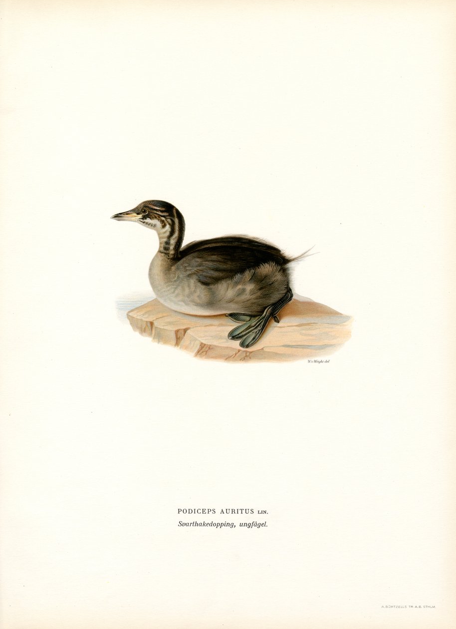 Sarvikurkku (väri litho) tekijältä Magnus Ferdinand and Wilhelm von Wright