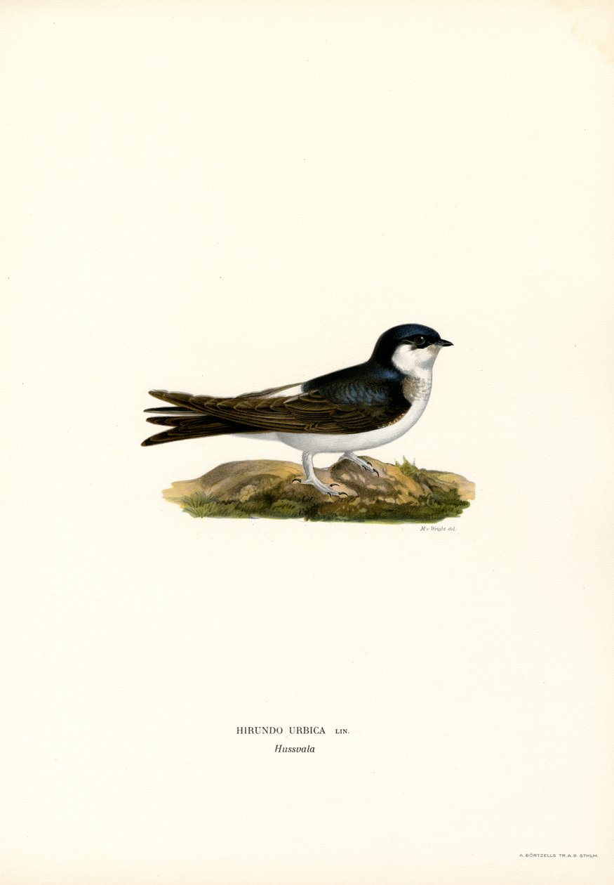 House Martin (väri litho) tekijältä Magnus Ferdinand and Wilhelm von Wright
