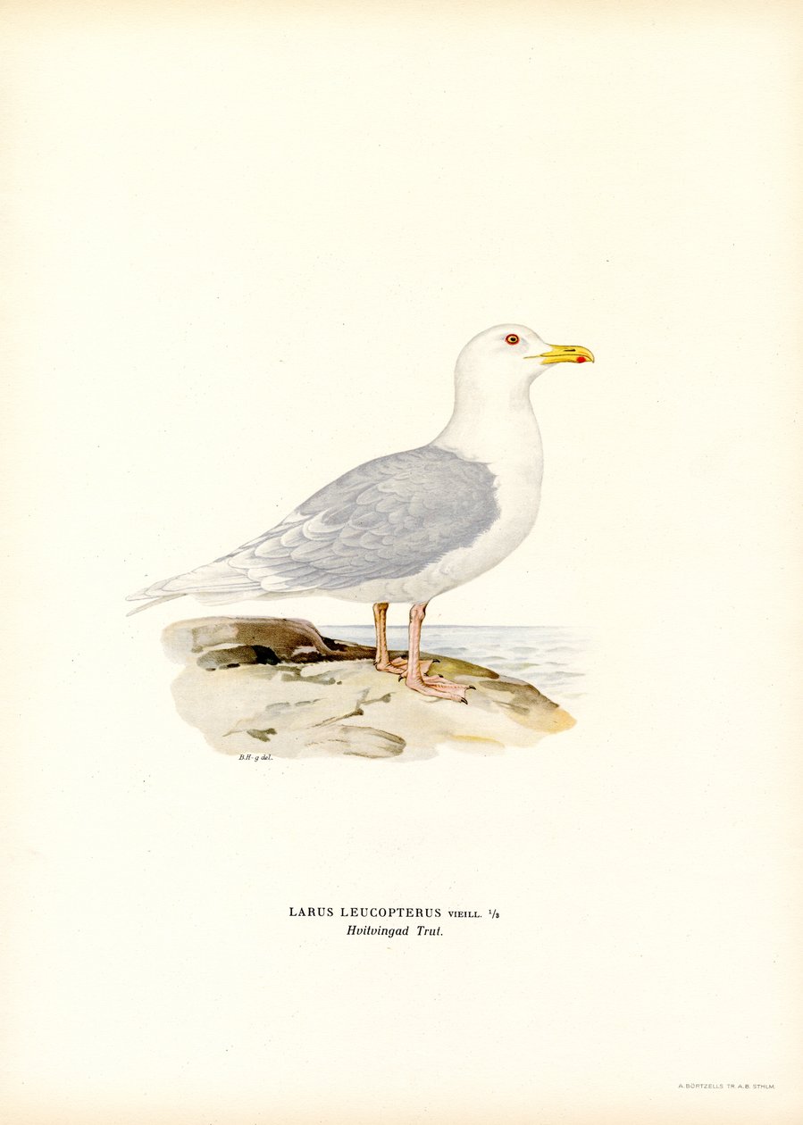Islanninlokki (väri litho) tekijältä Magnus Ferdinand and Wilhelm von Wright