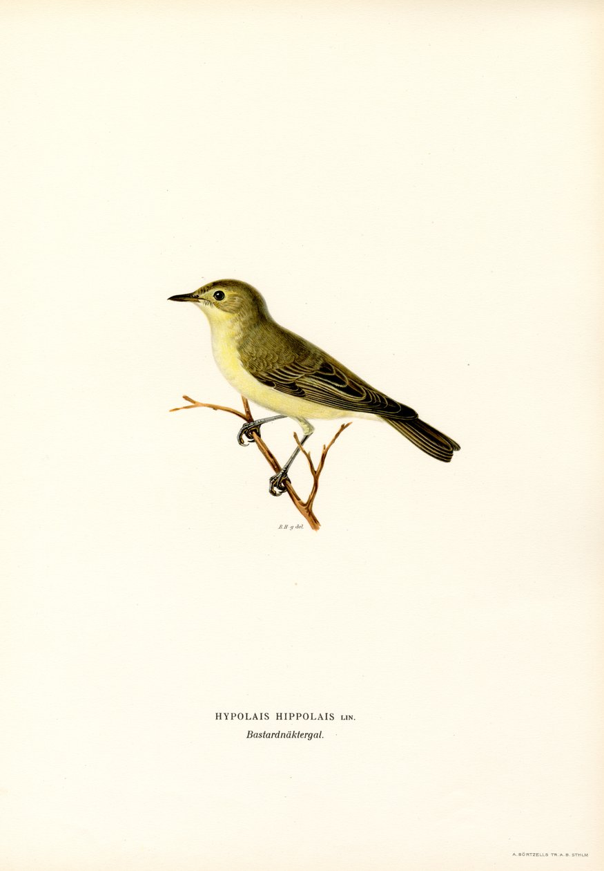 Icterine Warbler (väri litho) tekijältä Magnus Ferdinand and Wilhelm von Wright
