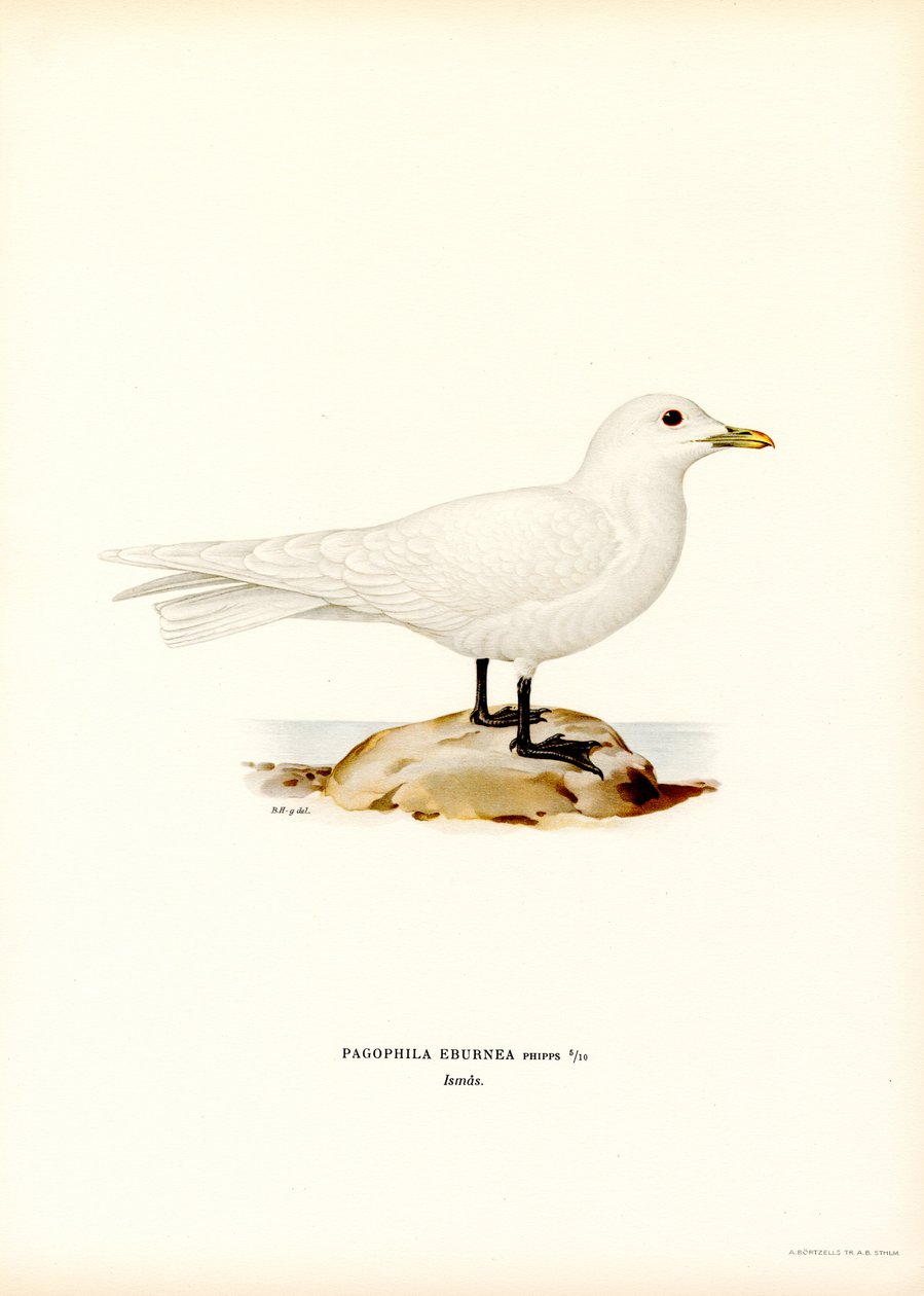 Norsunluulokki (väri litho) tekijältä Magnus Ferdinand and Wilhelm von Wright