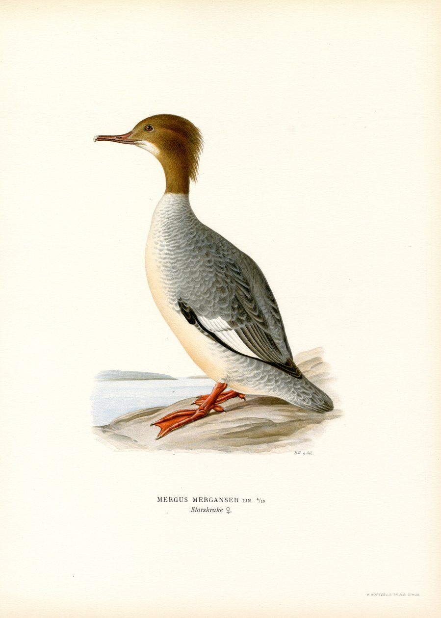 Large Merganser (väri litho) tekijältä Magnus Ferdinand and Wilhelm von Wright