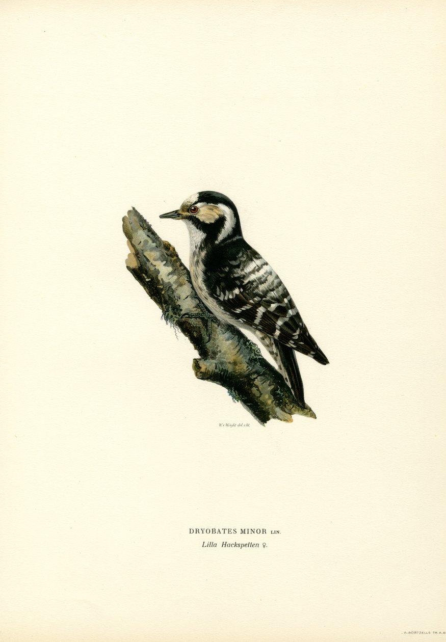 Pikkutikka (väri litho) tekijältä Magnus Ferdinand and Wilhelm von Wright