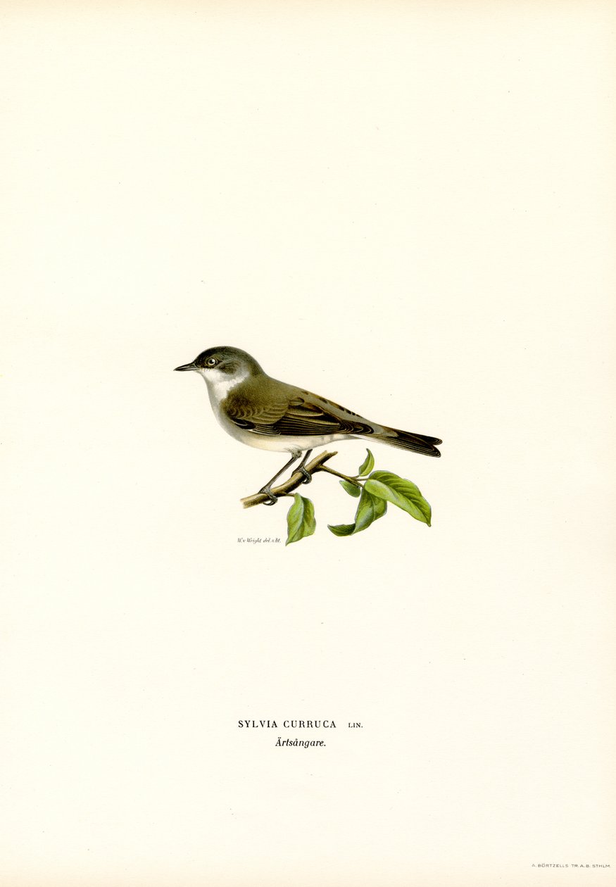 Lesser Whitethroat (väri litho) tekijältä Magnus Ferdinand and Wilhelm von Wright