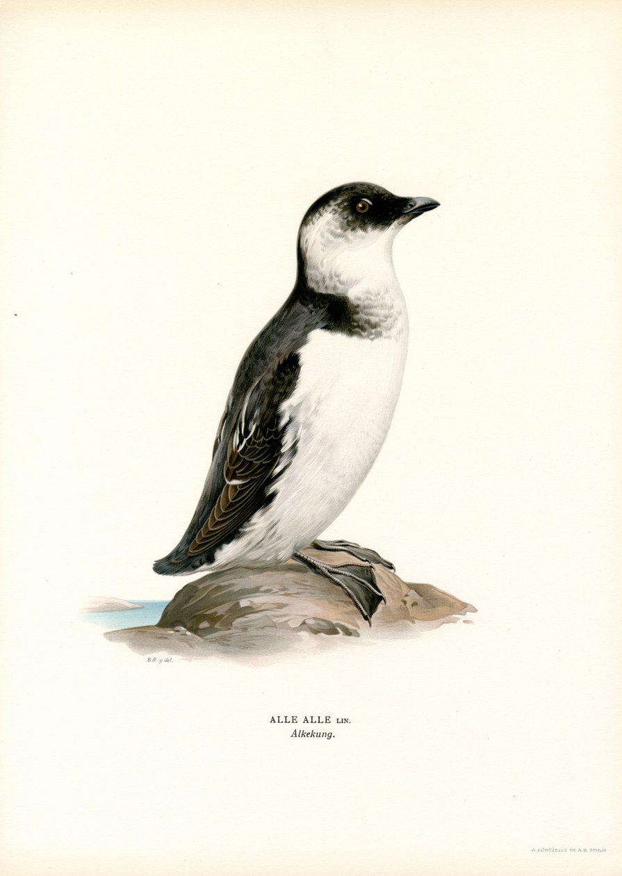 Pikku Auk (väri litho) tekijältä Magnus Ferdinand and Wilhelm von Wright