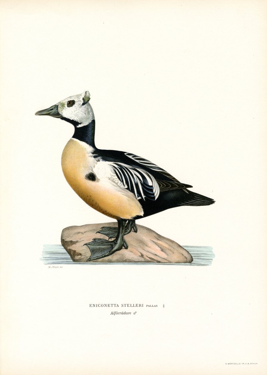 Little Haah (väri litho) tekijältä Magnus Ferdinand and Wilhelm von Wright
