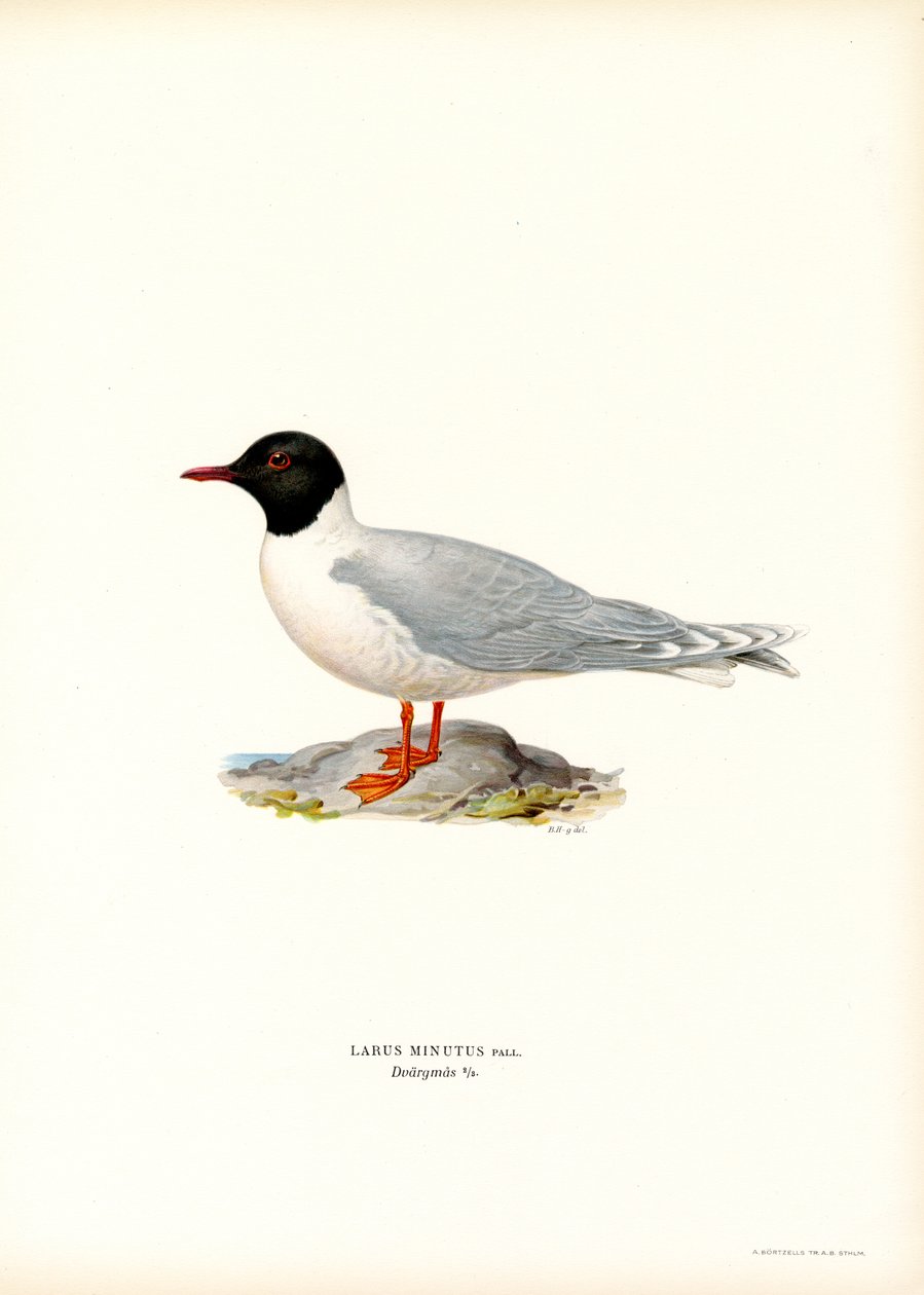 Pikkulokki (väri litho) tekijältä Magnus Ferdinand and Wilhelm von Wright