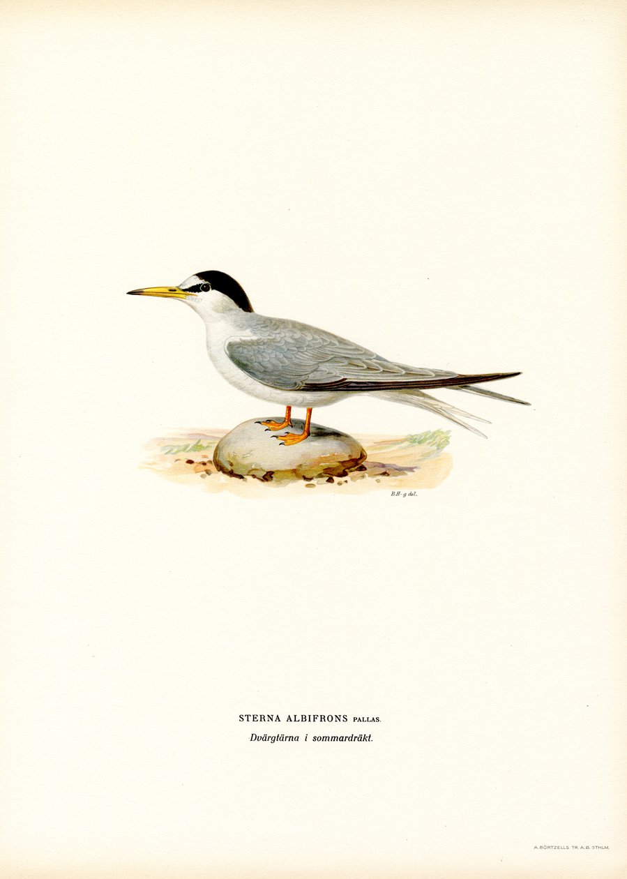 Pikkutiira (väri litho) tekijältä Magnus Ferdinand and Wilhelm von Wright