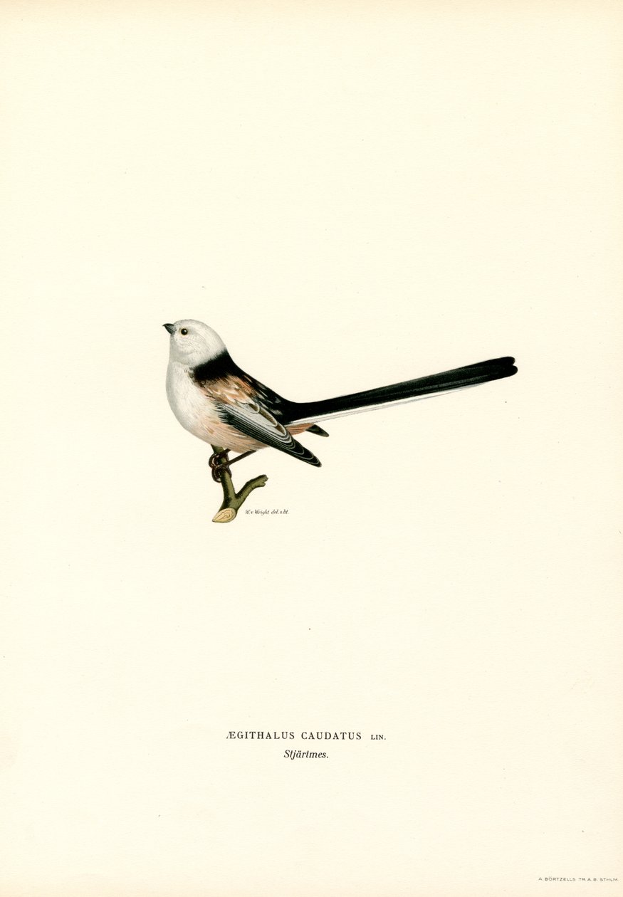 Mallerenga de cua llarga (color lito) finlandès tekijältä Magnus Ferdinand and Wilhelm von Wright
