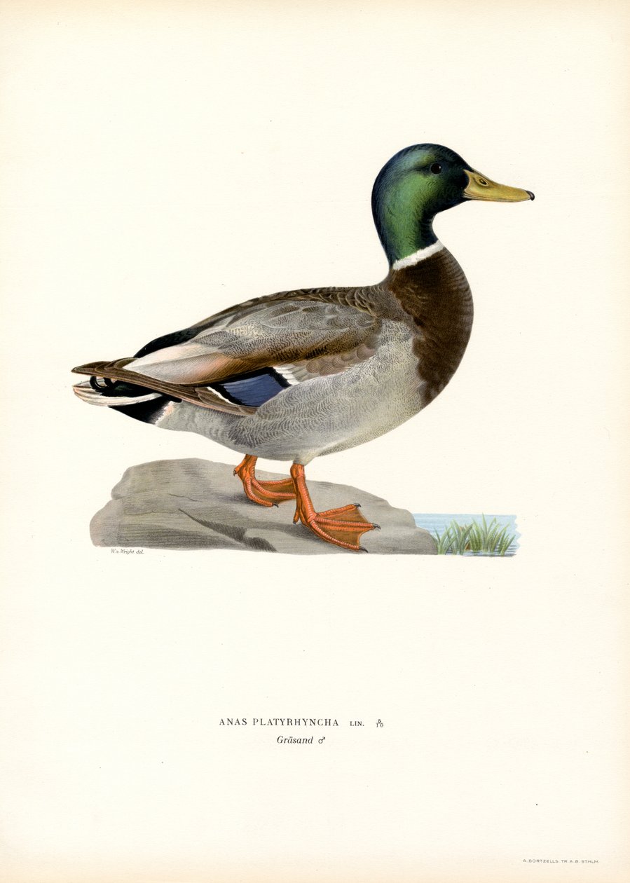 Sinisorsa (väri litho) tekijältä Magnus Ferdinand and Wilhelm von Wright