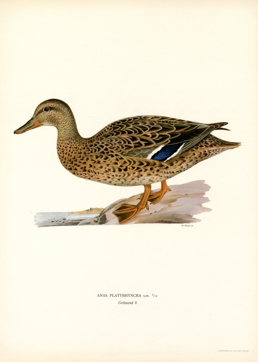 Sinisorsa (väri litho) tekijältä Magnus Ferdinand and Wilhelm von Wright