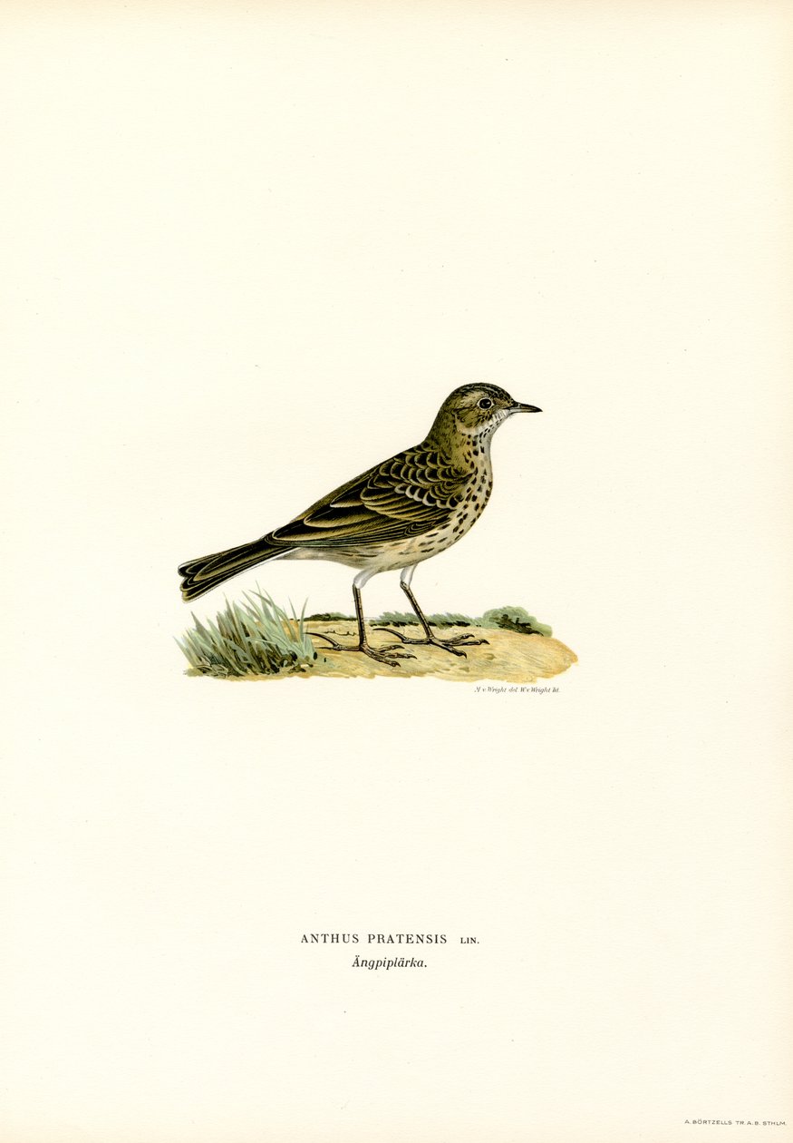 Meadow Pipit (väri litho) tekijältä Magnus Ferdinand and Wilhelm von Wright