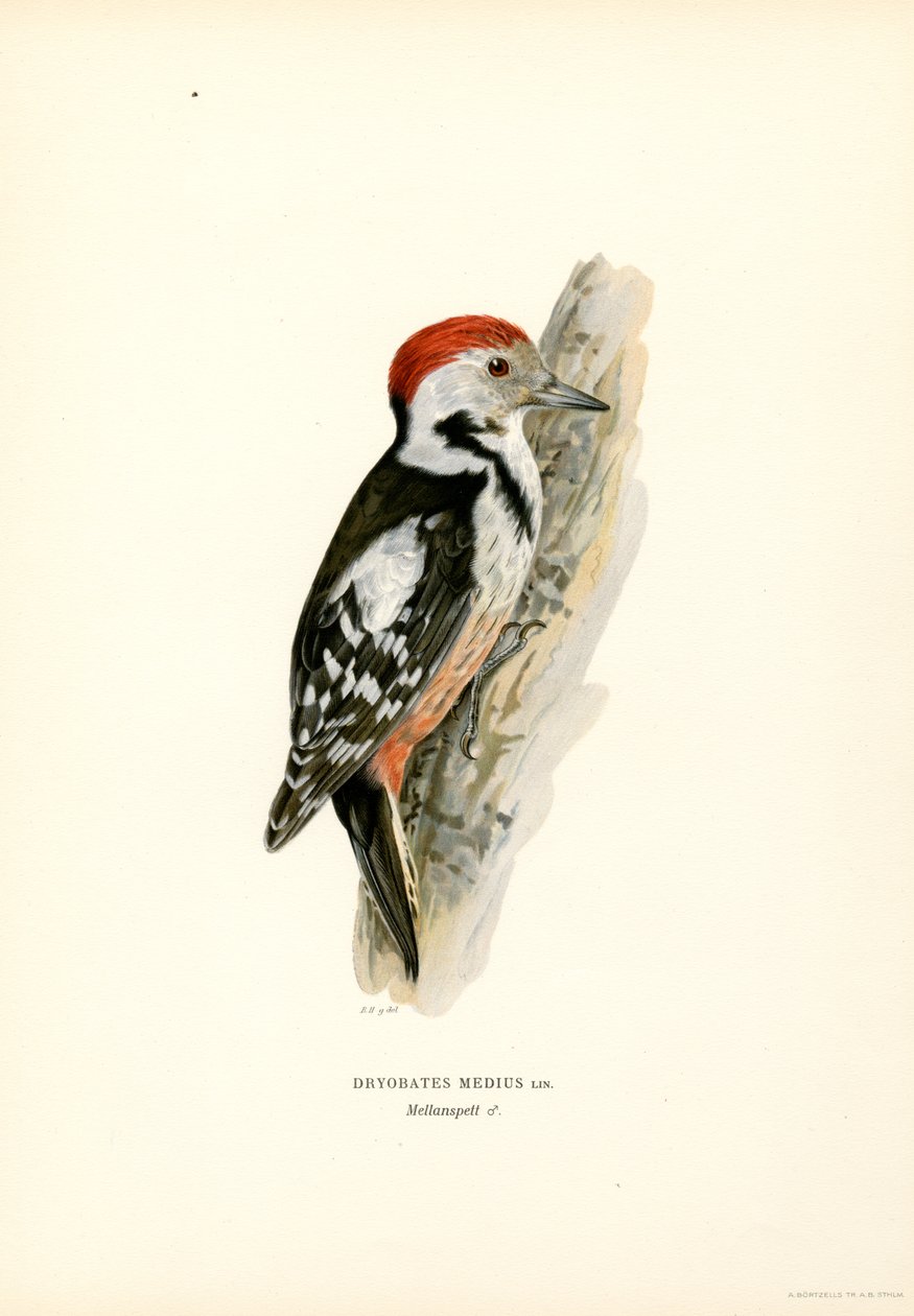 Keskitäplätikka (väri litho) tekijältä Magnus Ferdinand and Wilhelm von Wright