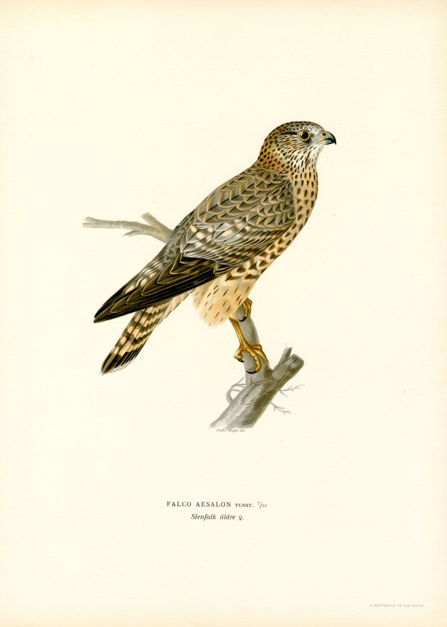 Merlin (väri litho) tekijältä Magnus Ferdinand and Wilhelm von Wright