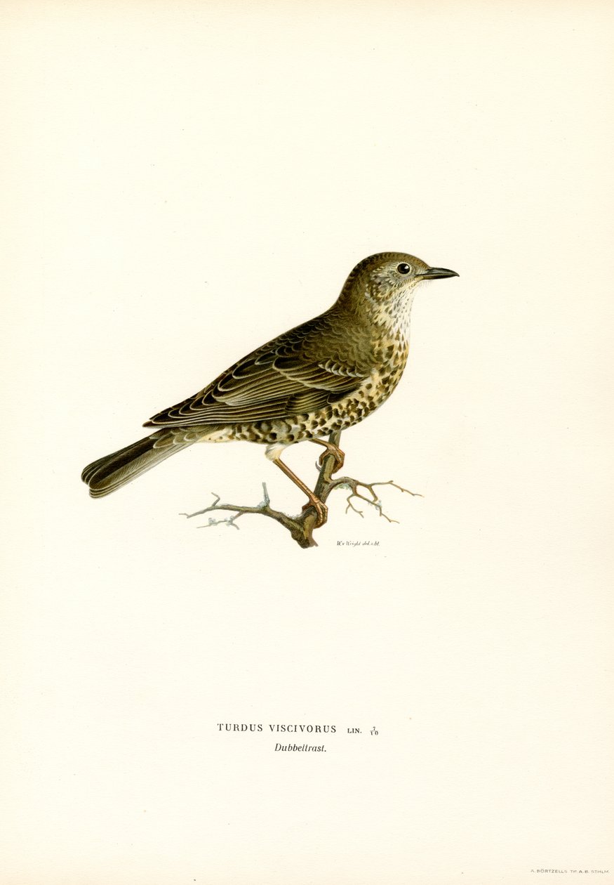 Mistle sammas (väri litho) tekijältä Magnus Ferdinand and Wilhelm von Wright