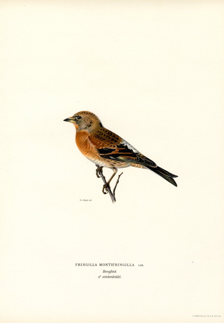 Mountain Finch (color lito) finlandès tekijältä Magnus Ferdinand and Wilhelm von Wright