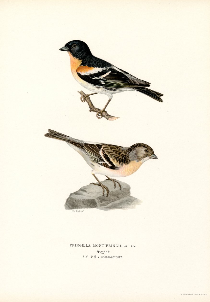 Mountain Finch (väri litho) tekijältä Magnus Ferdinand and Wilhelm von Wright