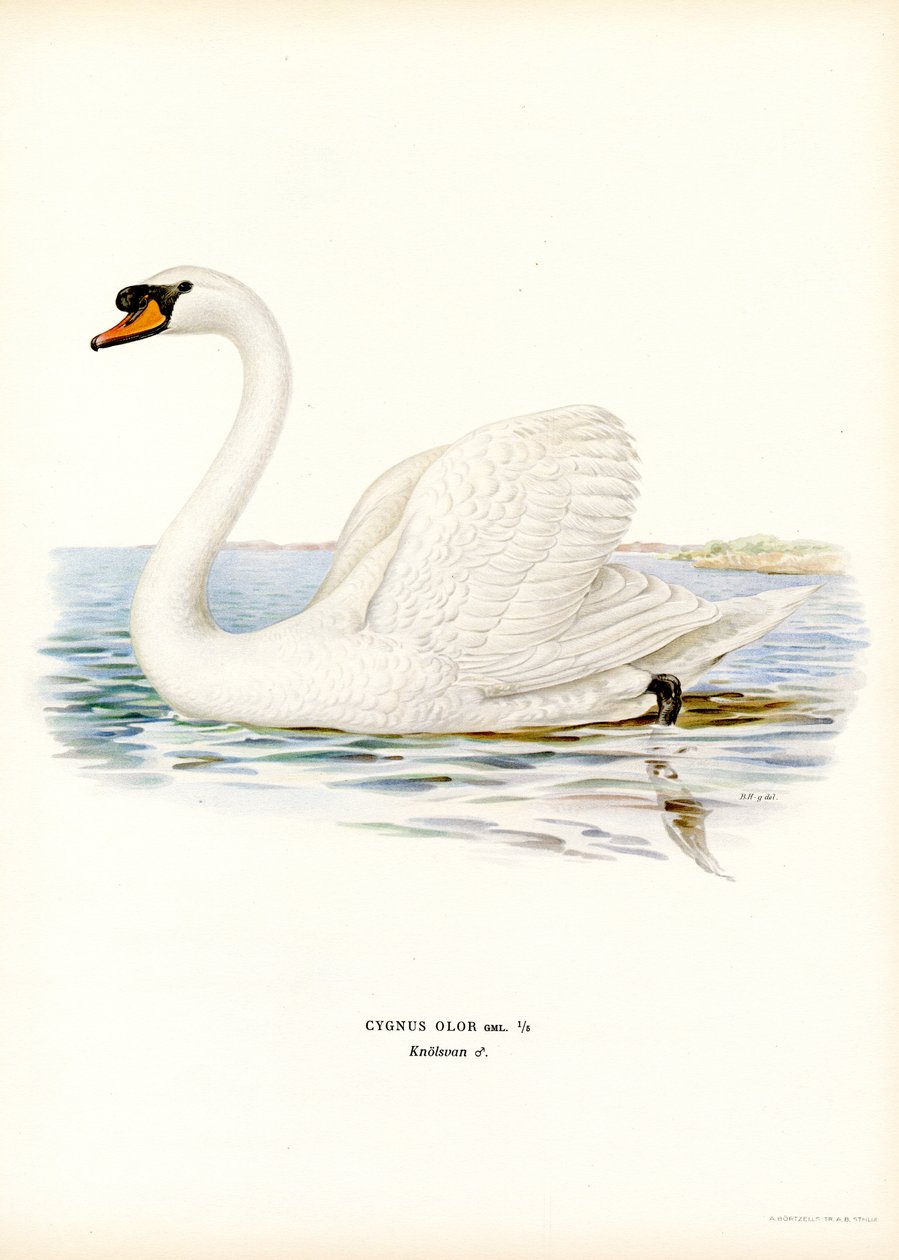 Kyhmyjoutsen (väri litho) tekijältä Magnus Ferdinand and Wilhelm von Wright