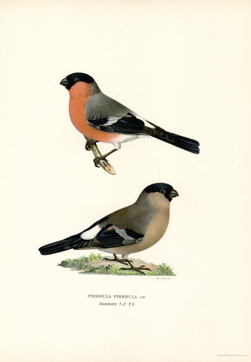 Pohjois-Euraasian härkä (väri litho) tekijältä Magnus Ferdinand and Wilhelm von Wright