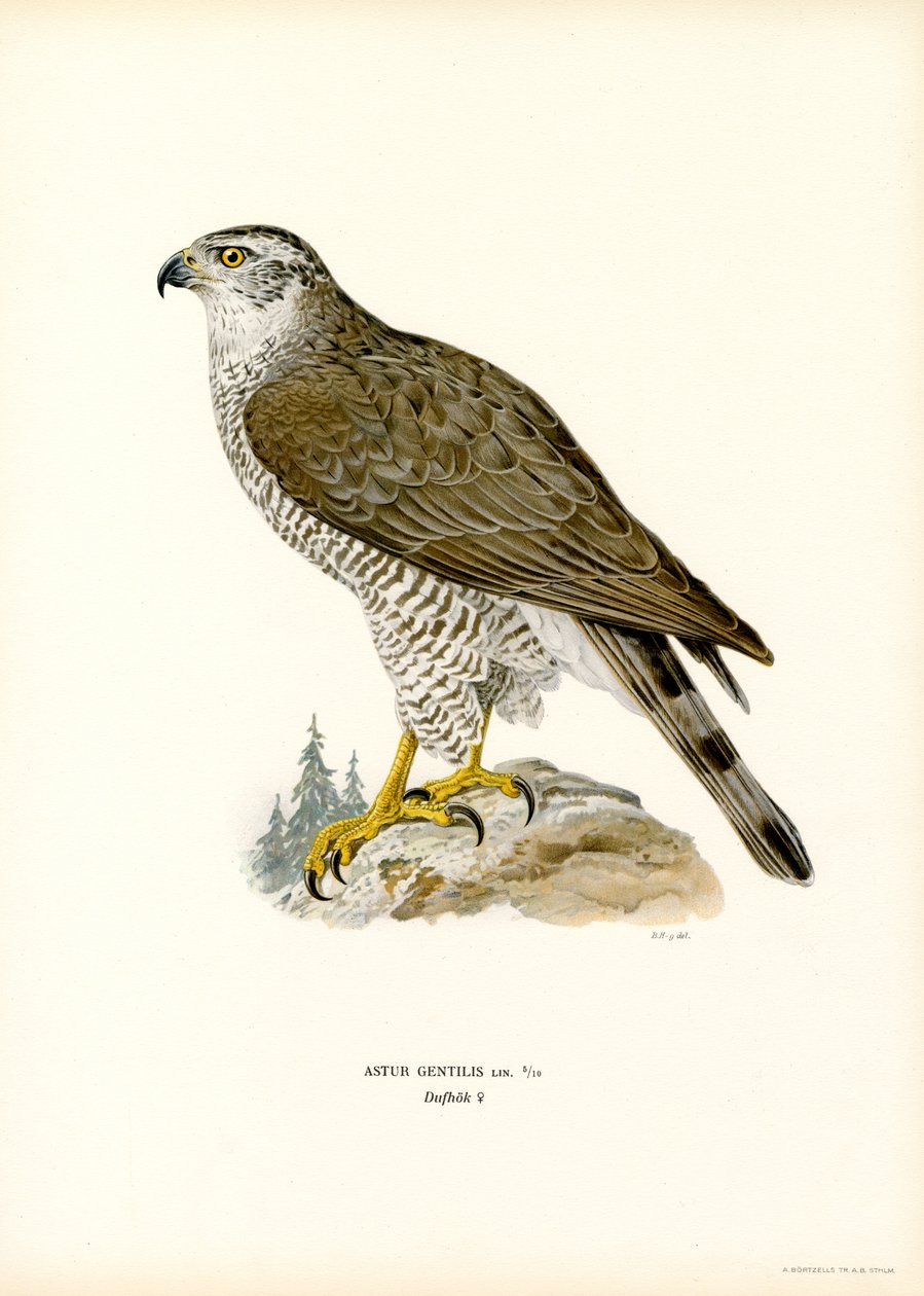 Northern Goshawk (väri litho) tekijältä Magnus Ferdinand and Wilhelm von Wright