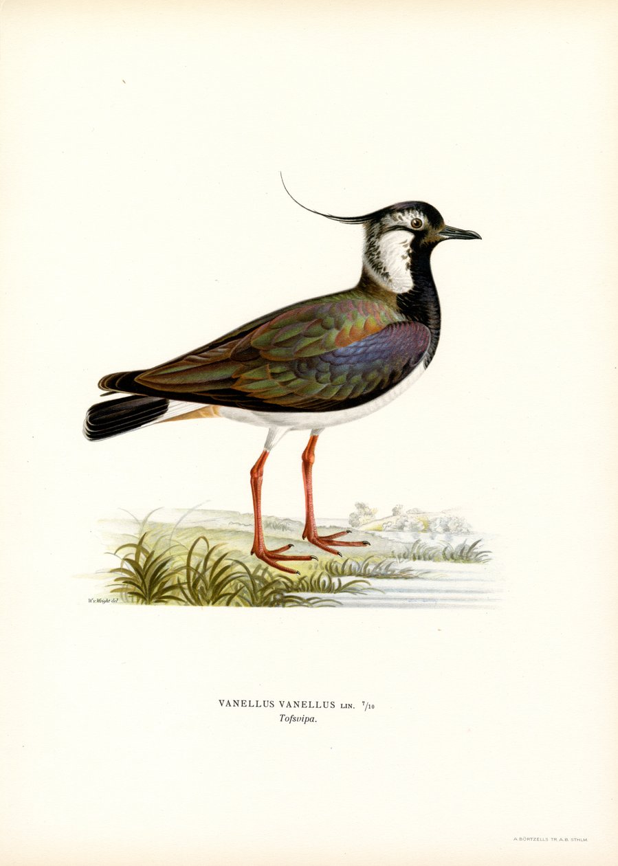 Northern Lapwing (väri litho) tekijältä Magnus Ferdinand and Wilhelm von Wright