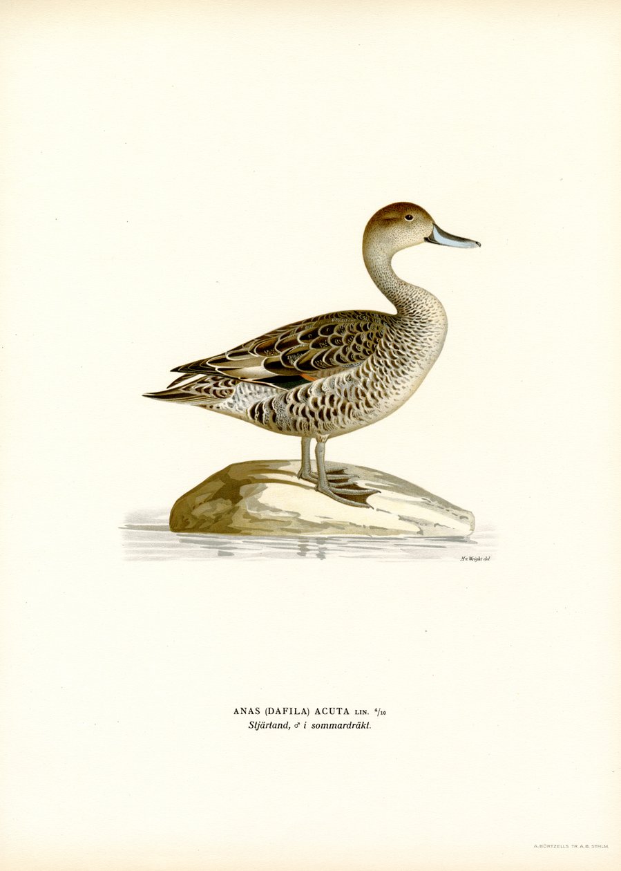 Northern Pintail (väri litho) tekijältä Magnus Ferdinand and Wilhelm von Wright