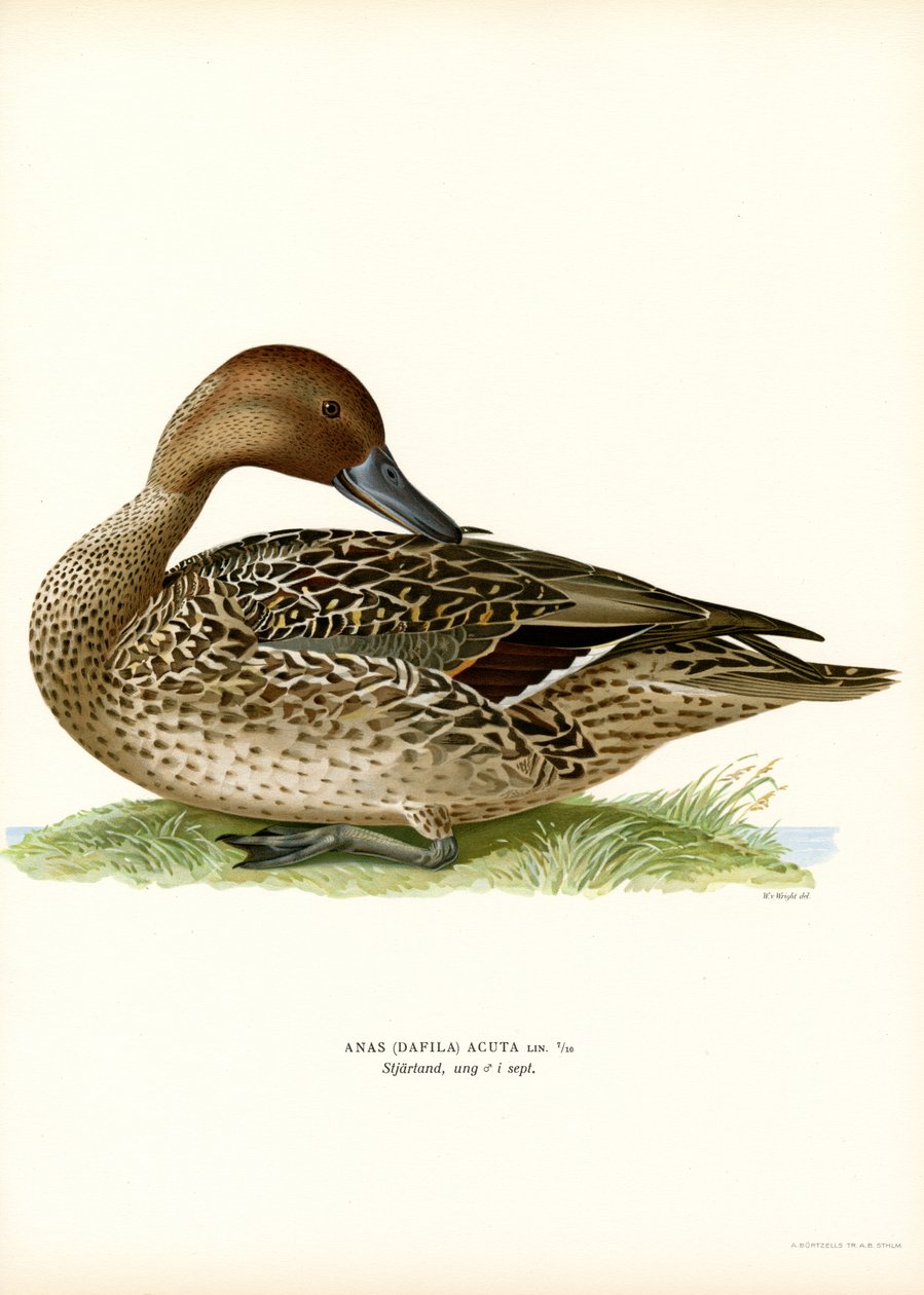 Northern Pintail (väri litho) tekijältä Magnus Ferdinand and Wilhelm von Wright