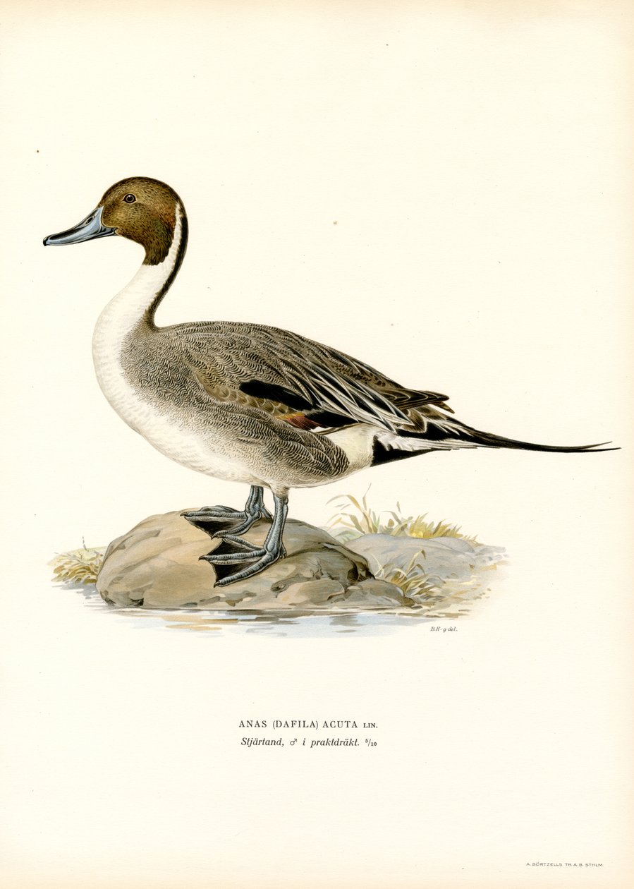 Northern Pintail (väri litho) tekijältä Magnus Ferdinand and Wilhelm von Wright