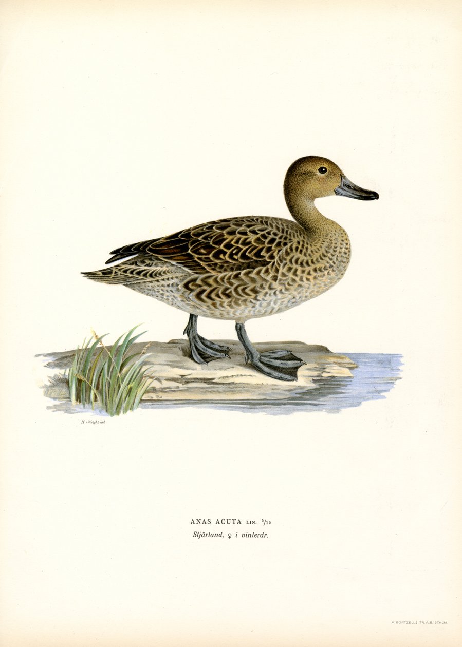 Northern Pintail (väri litho) tekijältä Magnus Ferdinand and Wilhelm von Wright