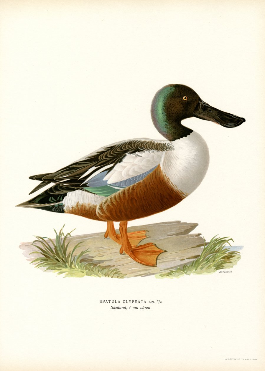Northern Shoveler (väri litho) tekijältä Magnus Ferdinand and Wilhelm von Wright