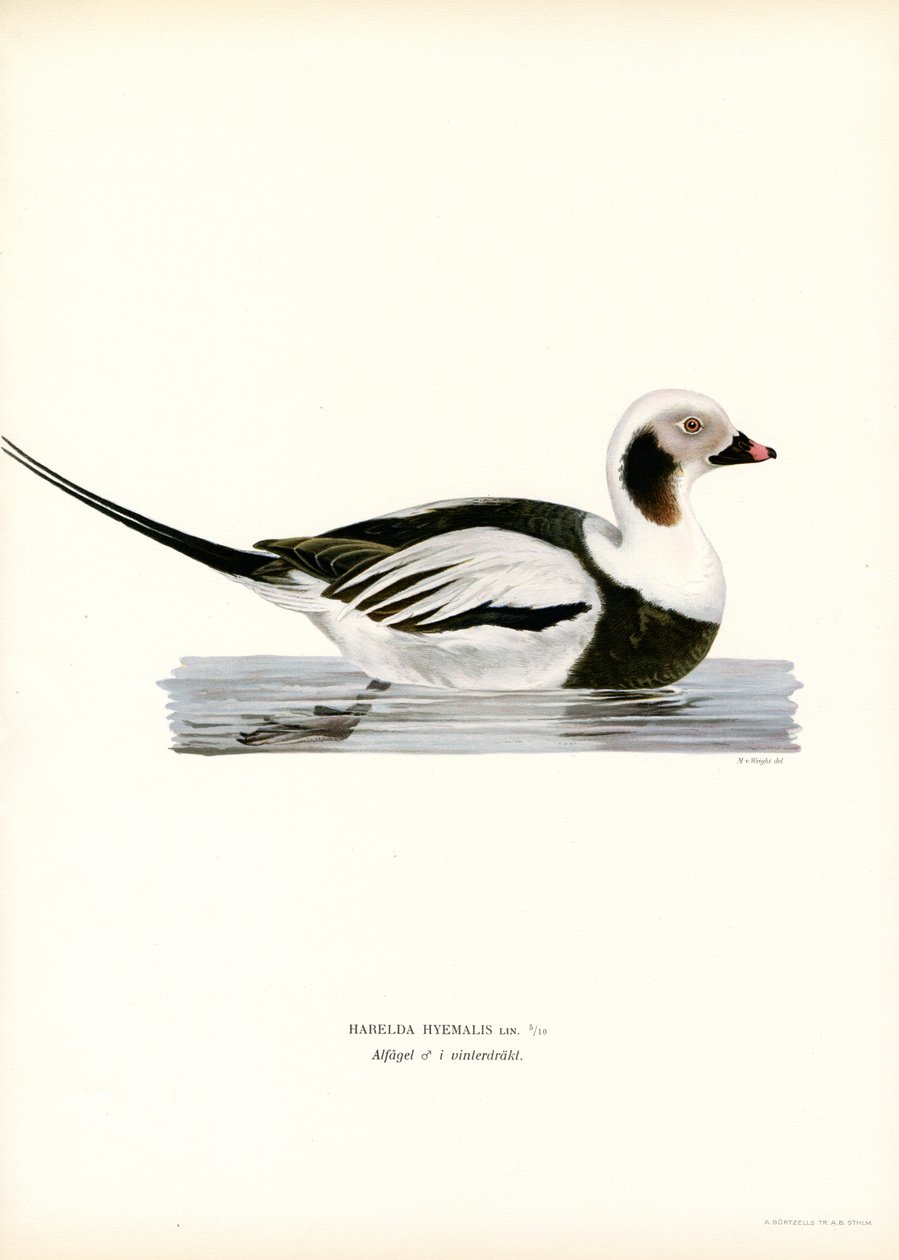 Oldsquaw Duck (väri litho) tekijältä Magnus Ferdinand and Wilhelm von Wright