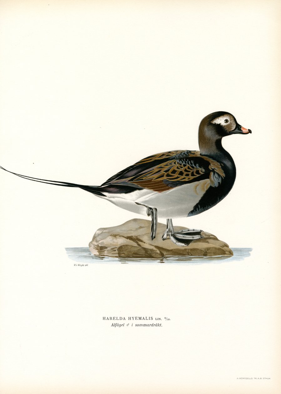 Oldsquaw Duck (väri litho) tekijältä Magnus Ferdinand and Wilhelm von Wright