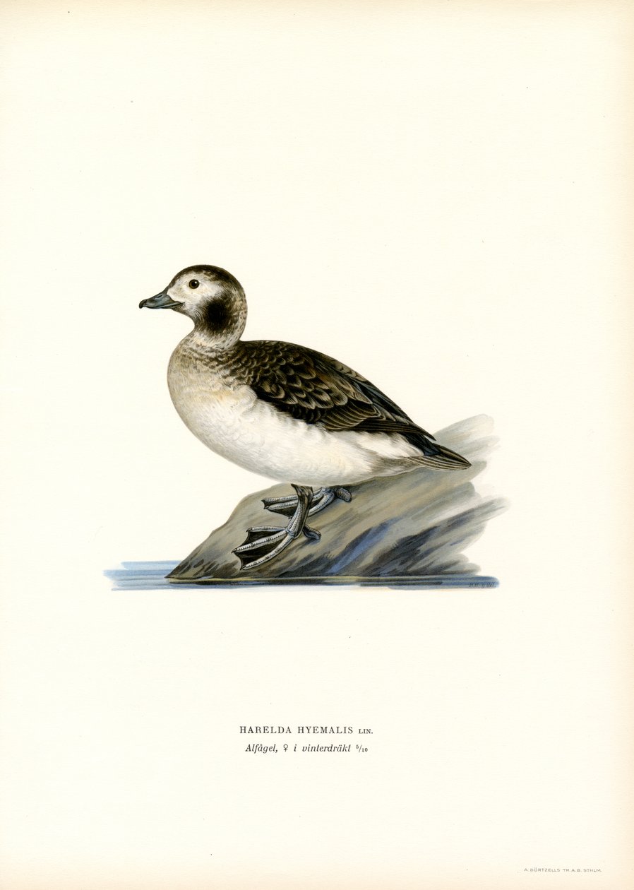 Oldsquaw Duck (väri litho) tekijältä Magnus Ferdinand and Wilhelm von Wright