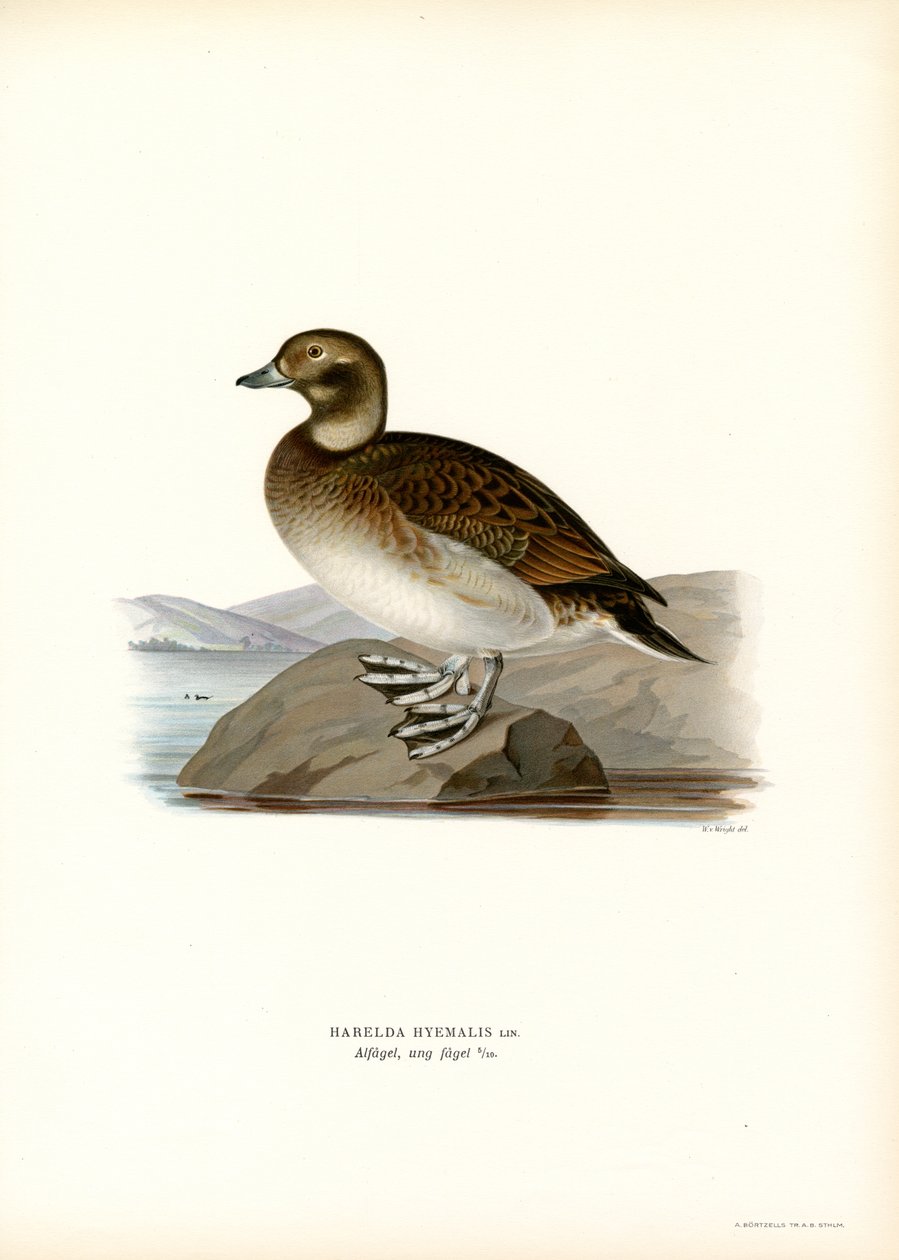 Oldsquaw Duck (väri litho) tekijältä Magnus Ferdinand and Wilhelm von Wright