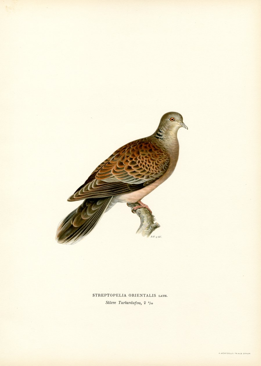 Itämainen turtle Dove (väri litho) tekijältä Magnus Ferdinand and Wilhelm von Wright