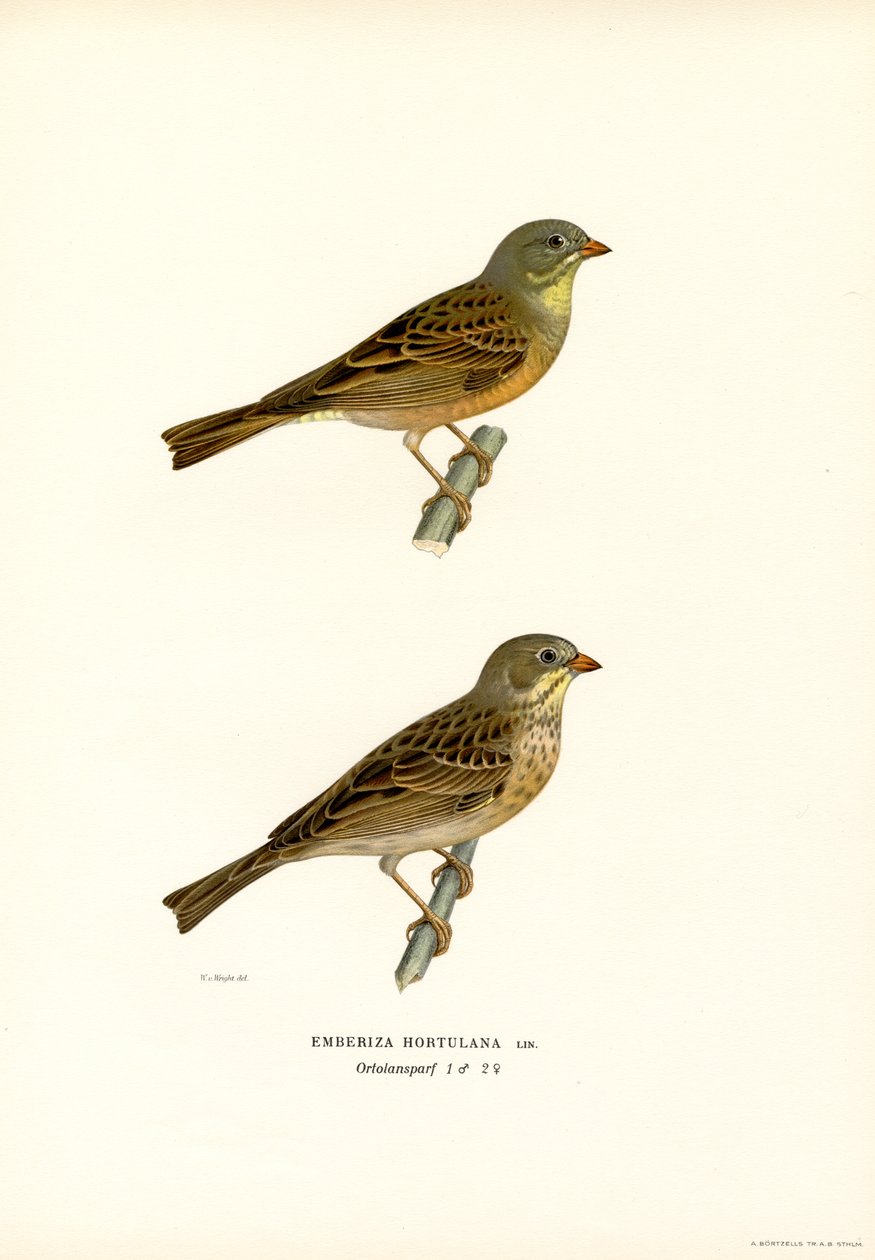 Ortolan-sirkku (väri litho) tekijältä Magnus Ferdinand and Wilhelm von Wright