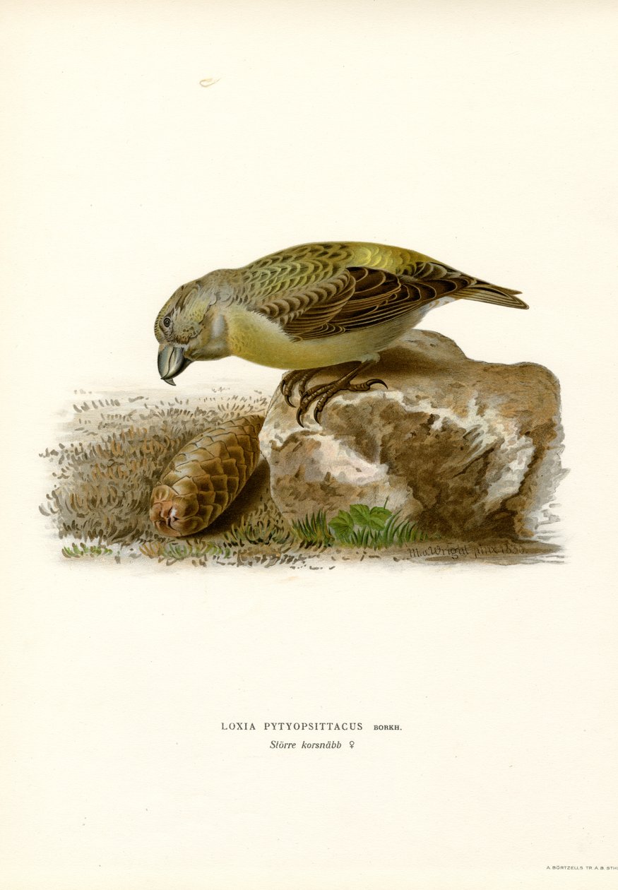 Parrot Crossbill (väri litho) tekijältä Magnus Ferdinand and Wilhelm von Wright