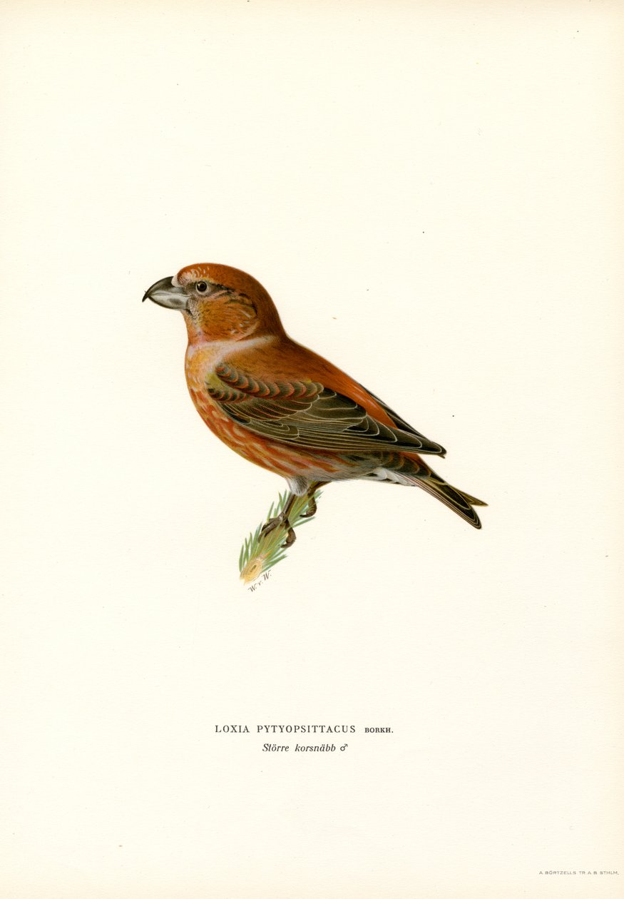 Parrot Crossbill (väri litho) tekijältä Magnus Ferdinand and Wilhelm von Wright