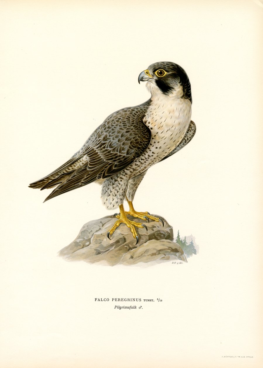 Peregrine Falcon (väri litho) tekijältä Magnus Ferdinand and Wilhelm von Wright