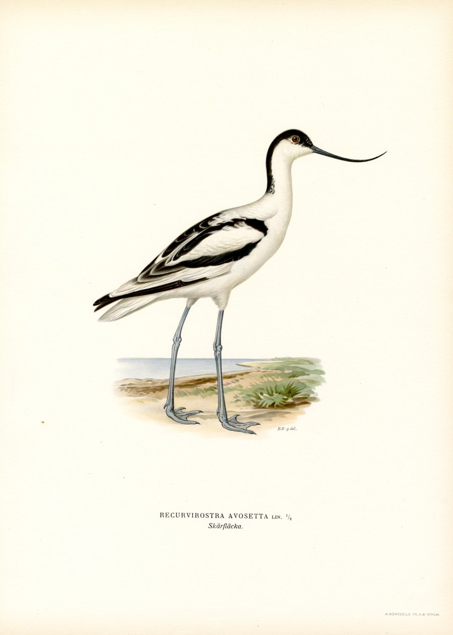 Pied Avocet (väri litho) tekijältä Magnus Ferdinand and Wilhelm von Wright