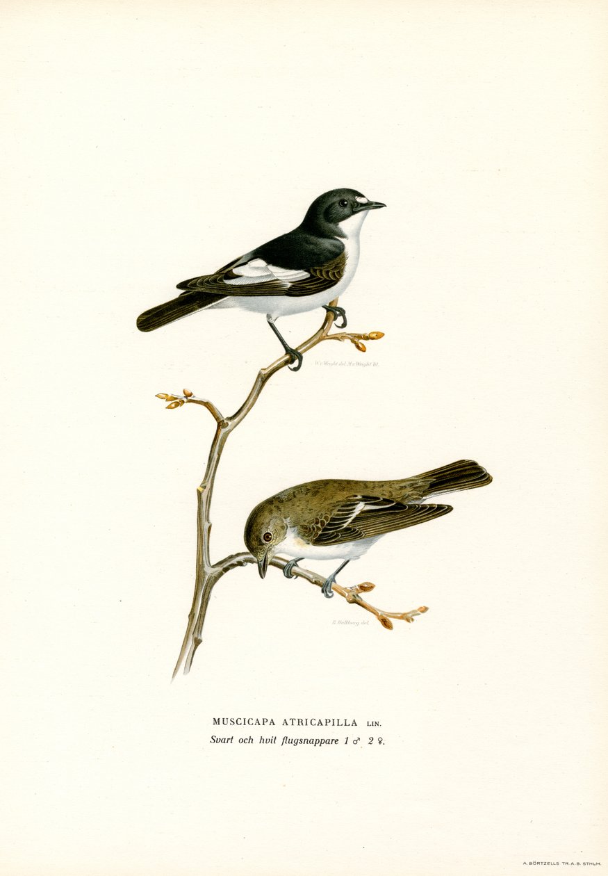 Pied perhosieppo (väri litho) tekijältä Magnus Ferdinand and Wilhelm von Wright