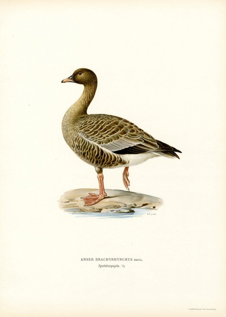 Pink-jalkahanhi (väri litho) tekijältä Magnus Ferdinand and Wilhelm von Wright