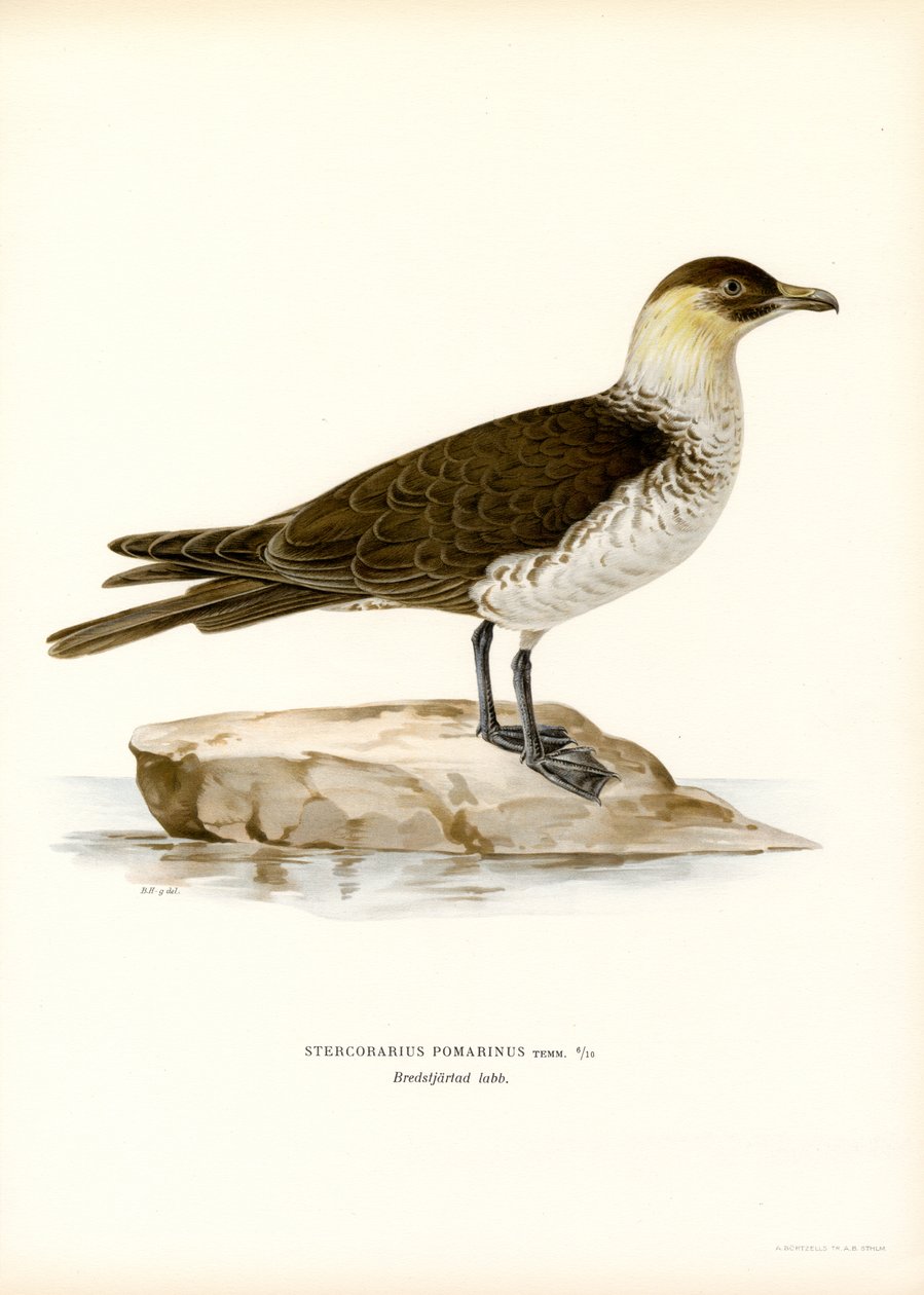 Pomarine Skua (värijäsenet) tekijältä Magnus Ferdinand and Wilhelm von Wright