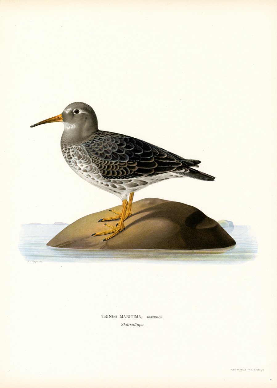 Purple Sandpiper (litografia de color) finlandès tekijältä Magnus Ferdinand and Wilhelm von Wright