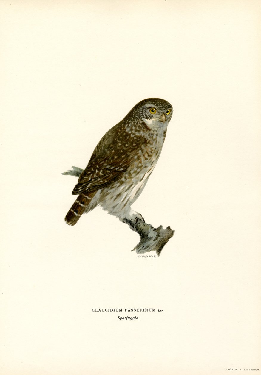 Pygmy pöllö (väri litho) tekijältä Magnus Ferdinand and Wilhelm von Wright