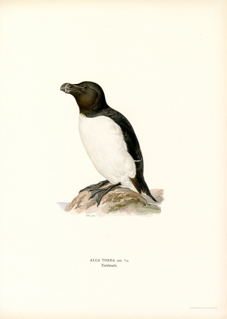 Razorbill (väri litho) tekijältä Magnus Ferdinand and Wilhelm von Wright