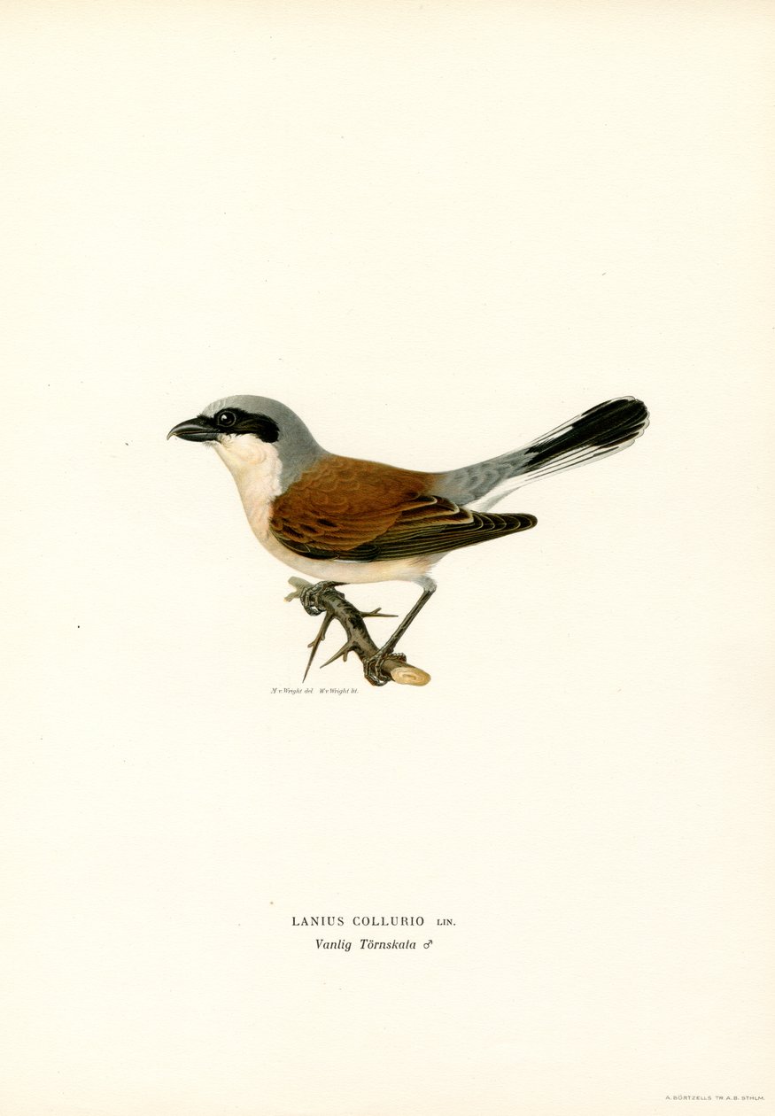 Punaselkäinen Shrike (väri lito) tekijältä Magnus Ferdinand and Wilhelm von Wright