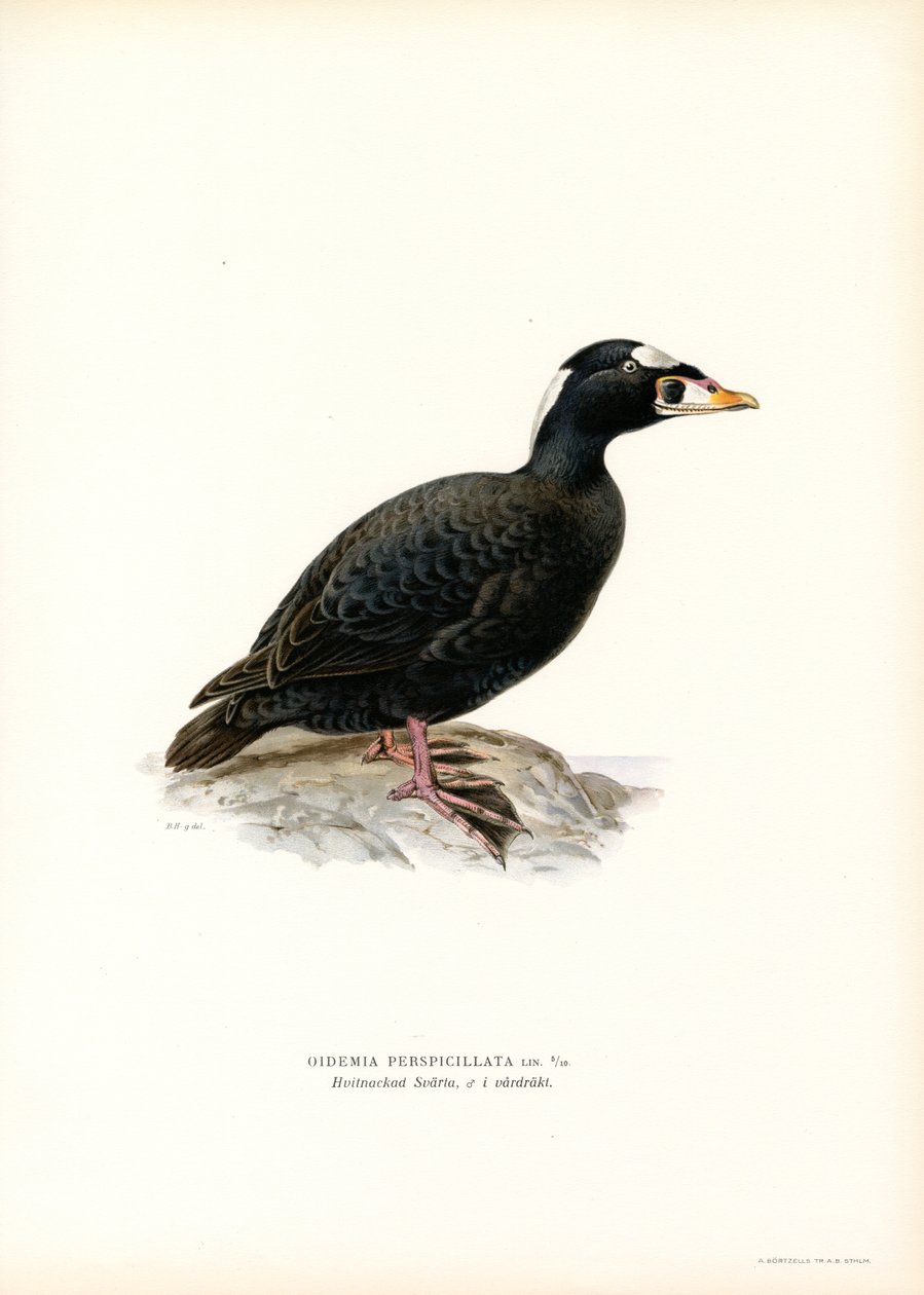 Punanukkainen Scoter (väri litho) tekijältä Magnus Ferdinand and Wilhelm von Wright